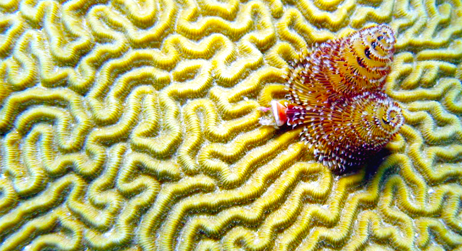 Christmas/Holiday Hours 2025-2026