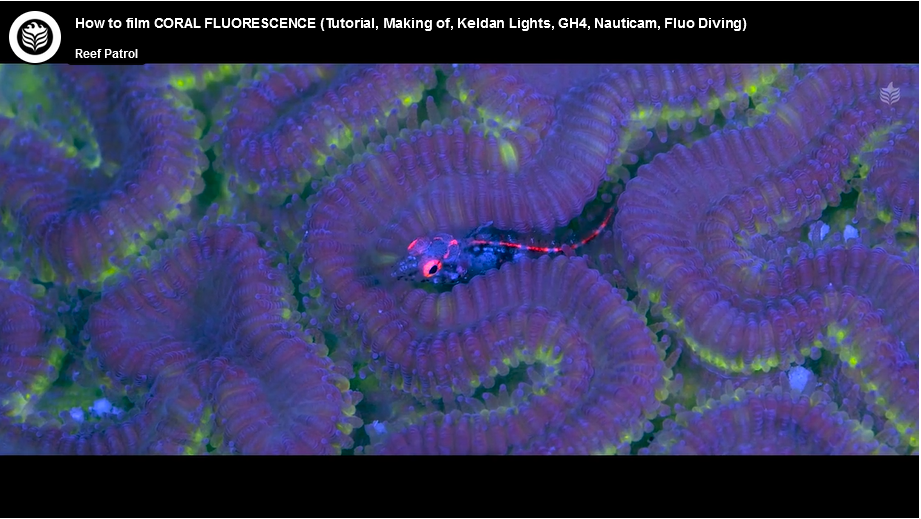 How to Film Coral Fluorescence - Tutorial: Keldan Lights [video]