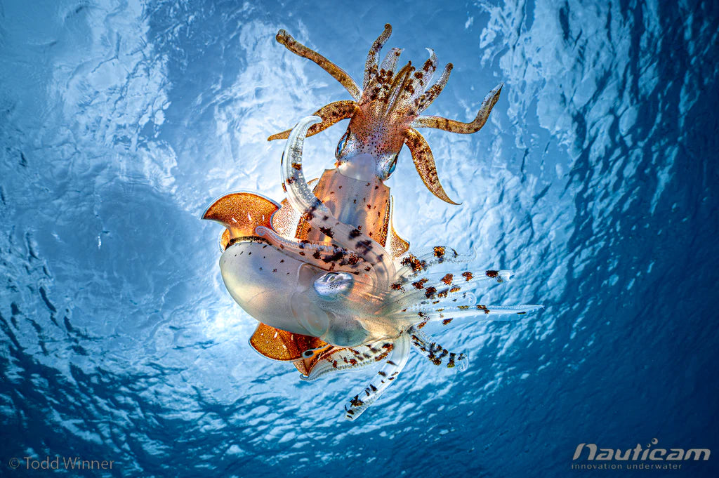 Nauticam: WACP-2 Explained