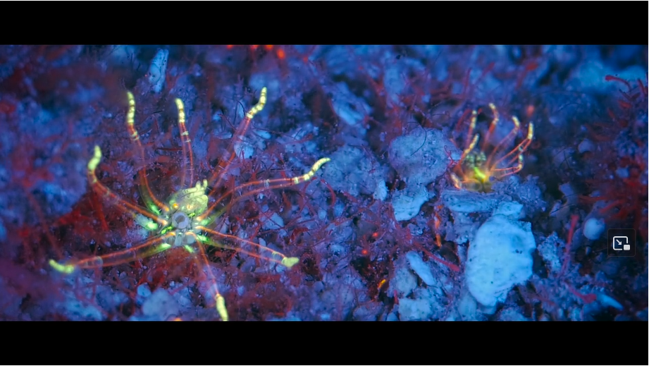 'WEATHER: A Coral Nightmare' [video]