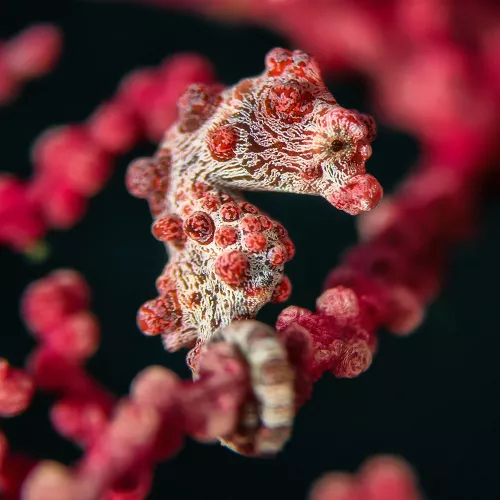 Divevolk SeaTouch +18 Macro Lens