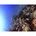 Divevolk SeaTouch 4 Max Plus Underwater Smartphone Housing with Ocean Kit
