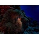 Divevolk SeaTouch 4 Max Plus Underwater Smartphone Housing with Ocean Kit