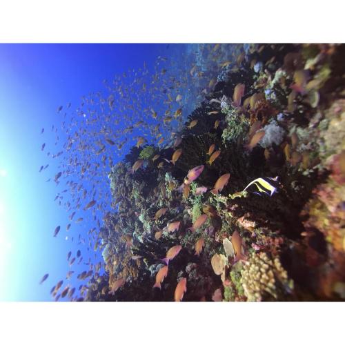 Divevolk SeaTouch 4 Max Plus Smartphone Housing Videography Kit 